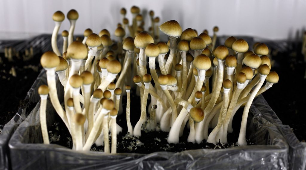 Magic Mushrooms: Unveiling the Mysteries of Amanita Muscaria